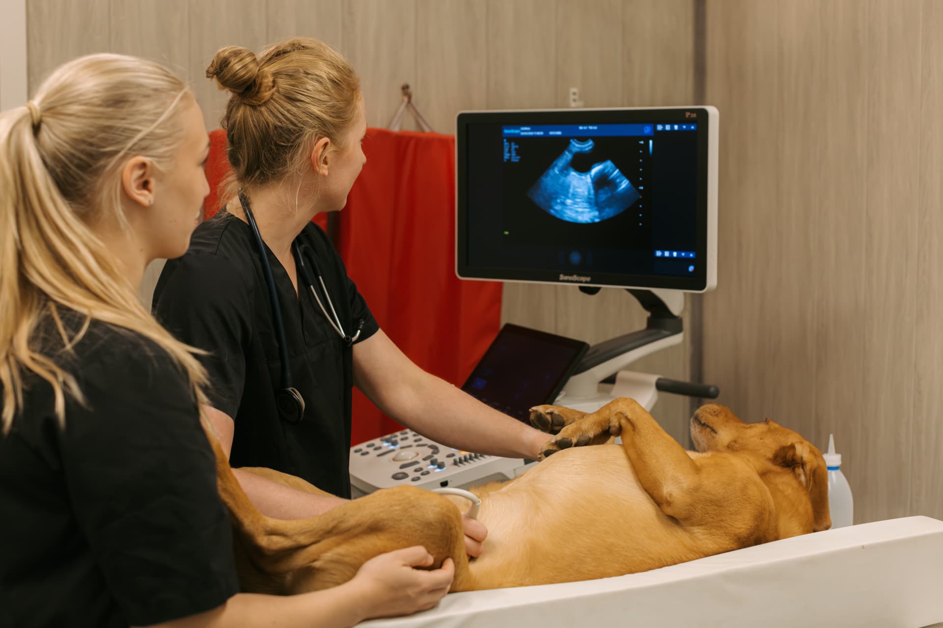 Eläinlääkäri kuvaa koiraa ultraäänellä klinikan tutkimushuoneessa