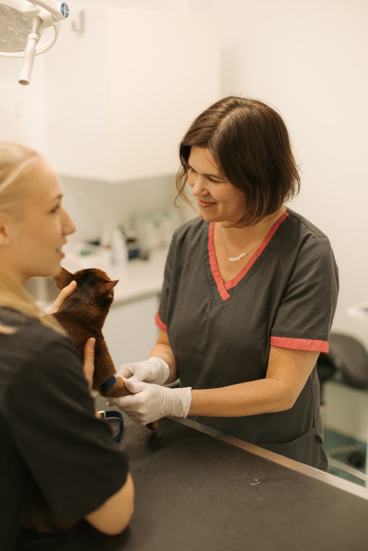 Eläinlääkäri ja hoitaja tutkimassa kissaa klinikan vastaanotolla